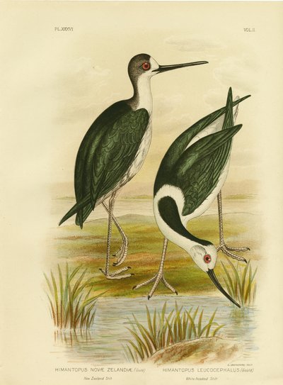 New Zealand Stilt by Gracius Broinowski